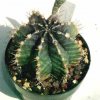Gymnocalycium_mihanovichii_3